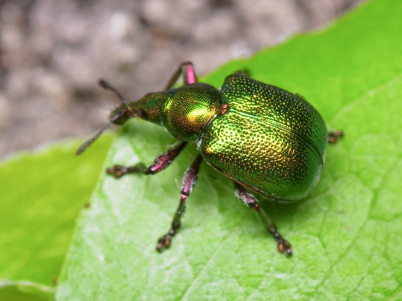 Byctiscus betulae (Linnaeus, 1758)